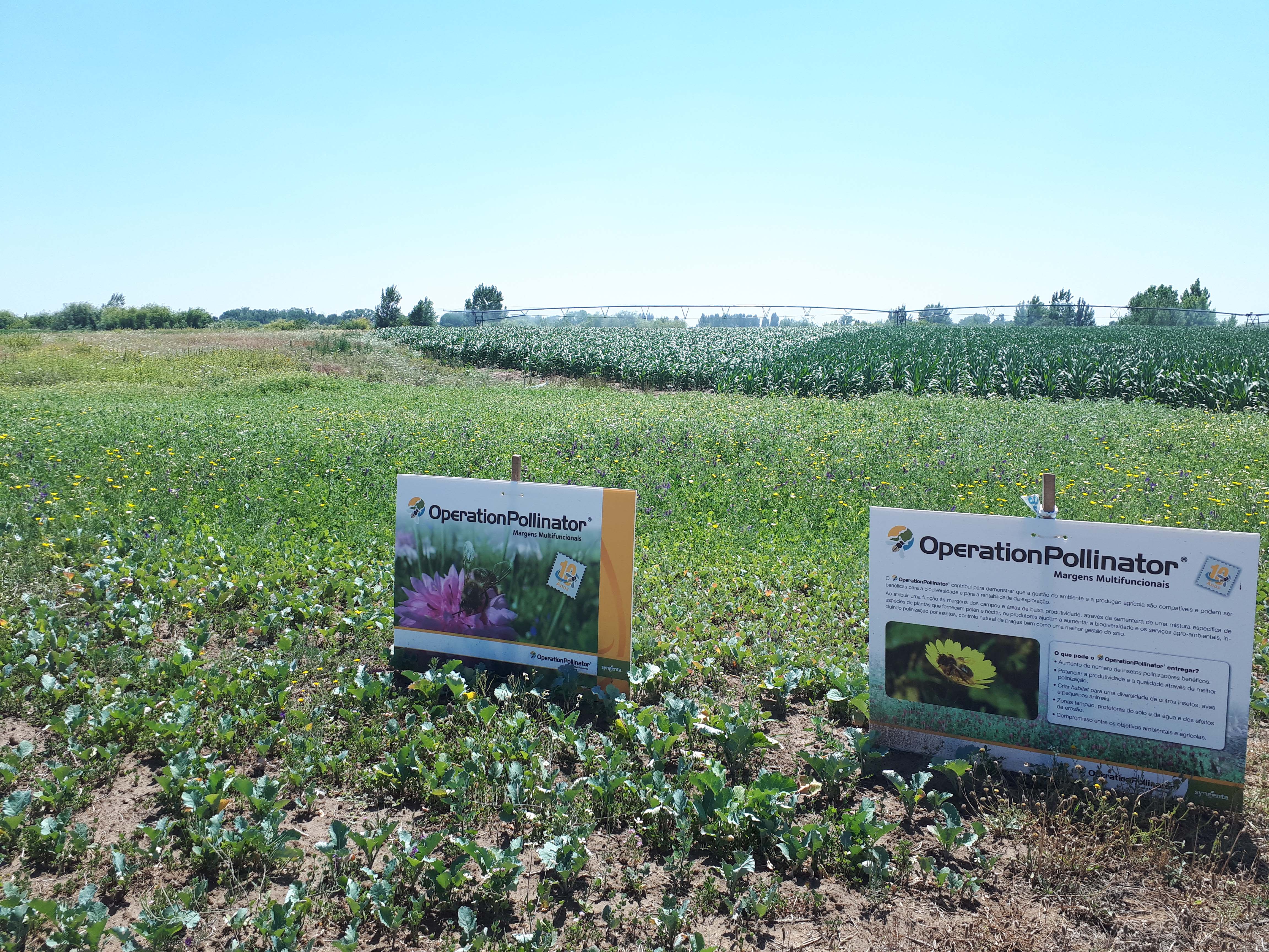 Syngenta apresenta soluções inovadoras e sustentáveis na Agroglobal
